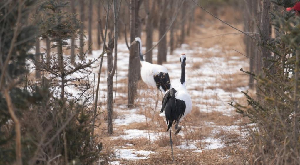 鶴舞靜寧 隴原添彩