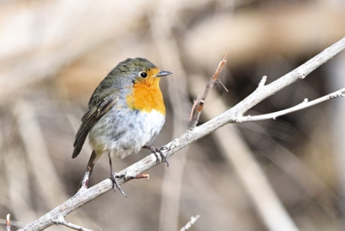 “明星鳥(niǎo)類”現(xiàn)身瓜州