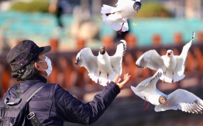 銀川迎黑鸛成群到訪 生態(tài)改善引候鳥(niǎo)棲居