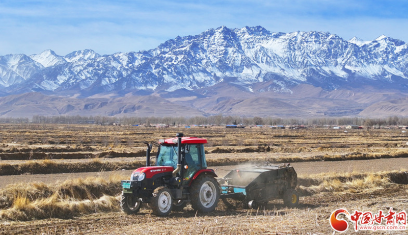 春動(dòng)隴原·隴拍客丨祁連山下紫皮大蒜種植忙